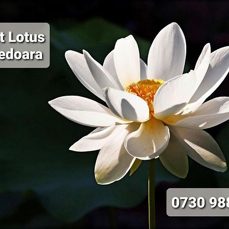 Night Lotus Apartment Hunedoara Exterior photo