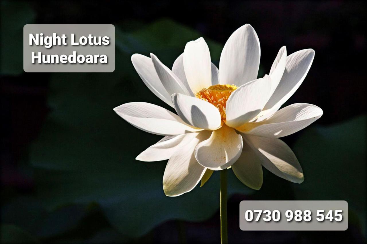 Night Lotus Apartment Hunedoara Exterior photo